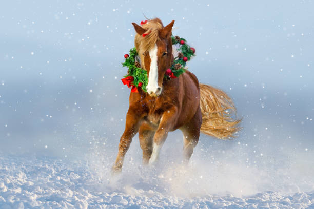 Holiday Horsemanship Clinic