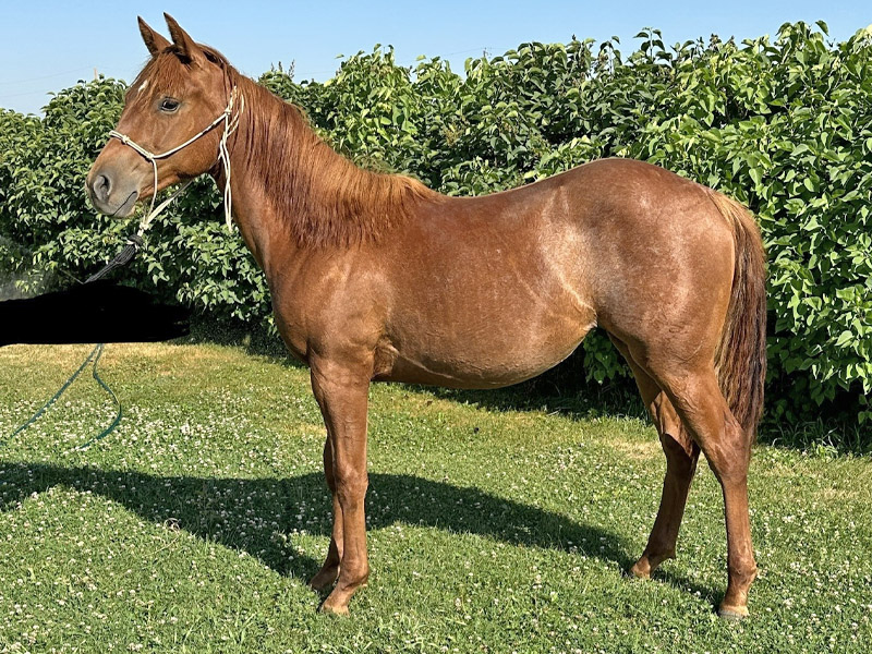 2022 Quarter Horse Filly Smart N Chexxy