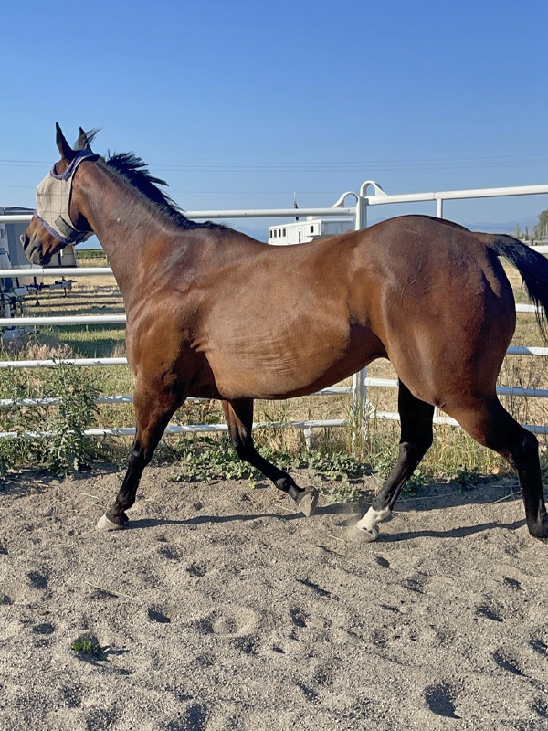 Cash Full View Horse For Sale Mt