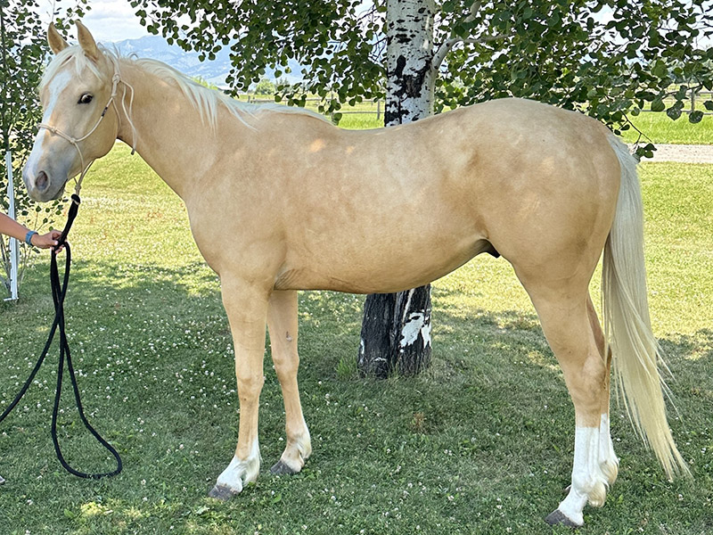 Ed 2021 Gelding Montana Horse For Sale