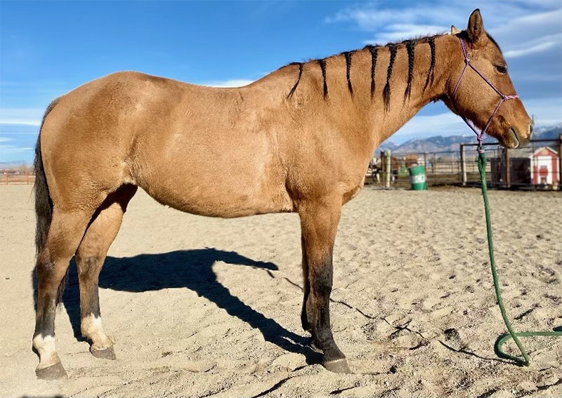 Montana Horses for Sale Bozeman, Montana