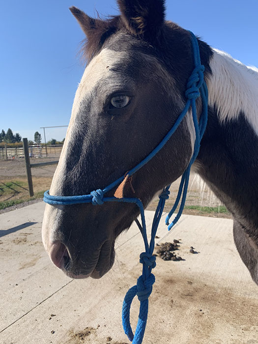 Montana Horses for Sale Bozeman, Montana