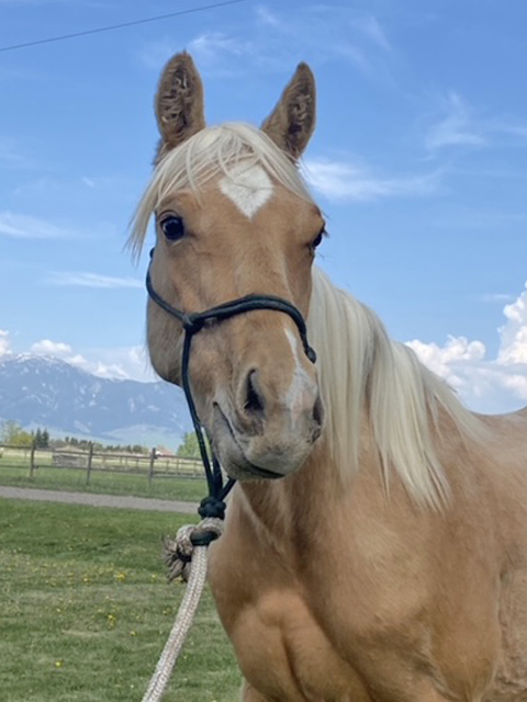 Montana Horse For Sale Aint Stoli Nothn Yet