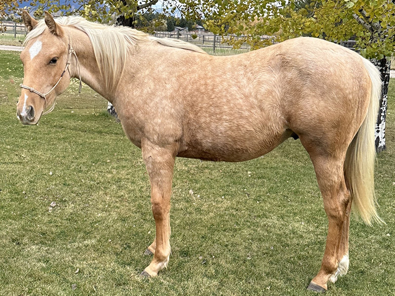 Montana Horse For Sale Slick Aint Stoli Nothn Yet