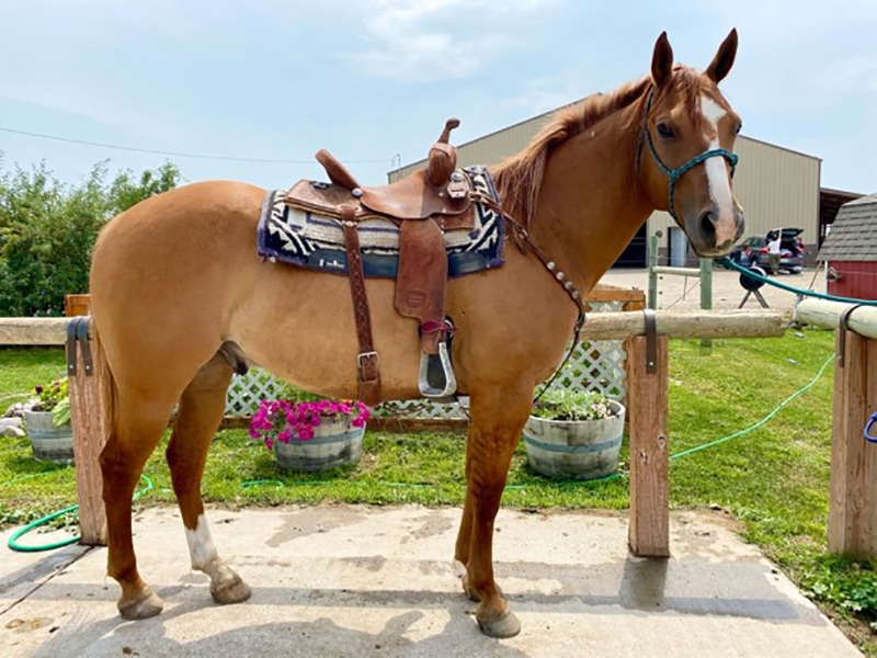 MR Risky Badger 2013 Red Dun. AQHA Gelding<br><br>Congratulations to Avery Stremler on her purchase!
