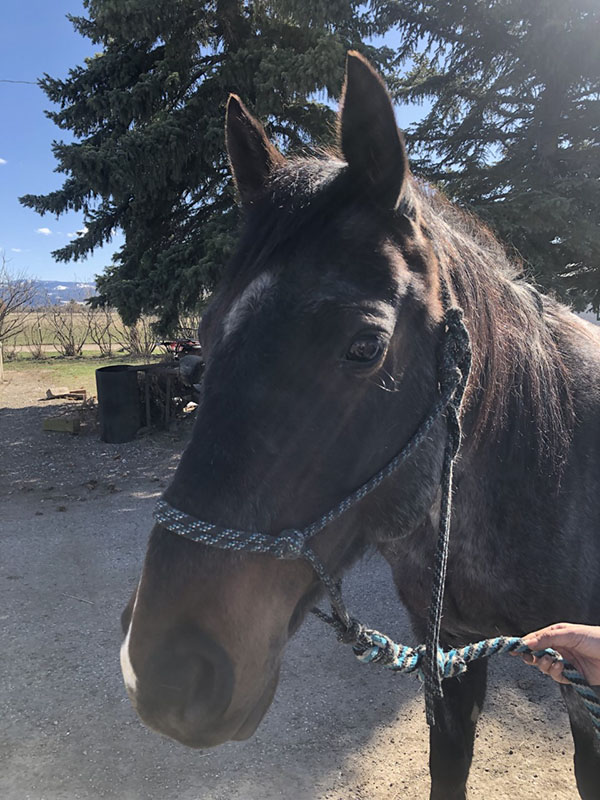 Montana Horses for Sale Bozeman, Montana